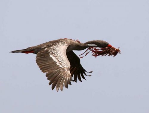 Red-legged Cormorant (carrying nest material - nov 2006) - Photo: Gunnar Engblom